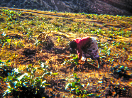 04-Digging_roots_for_fuel
