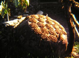 12-Drying_Cattle_dung_cakes